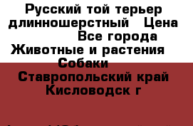 Русский той-терьер длинношерстный › Цена ­ 7 000 - Все города Животные и растения » Собаки   . Ставропольский край,Кисловодск г.